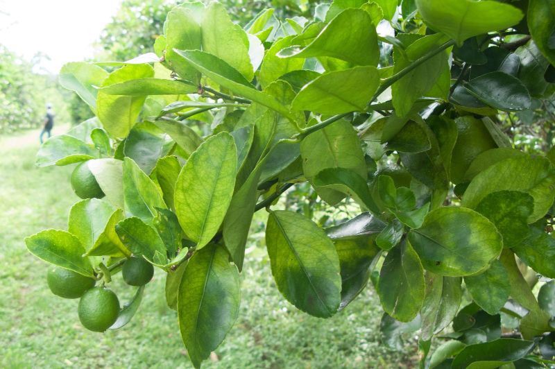 Research supporting our biosecurity defences