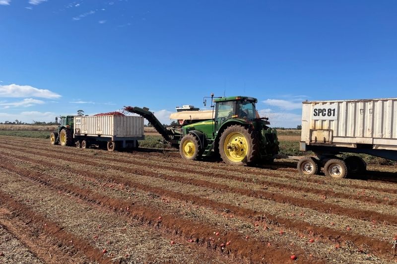 Processing tomato industry set for next wave of innovation